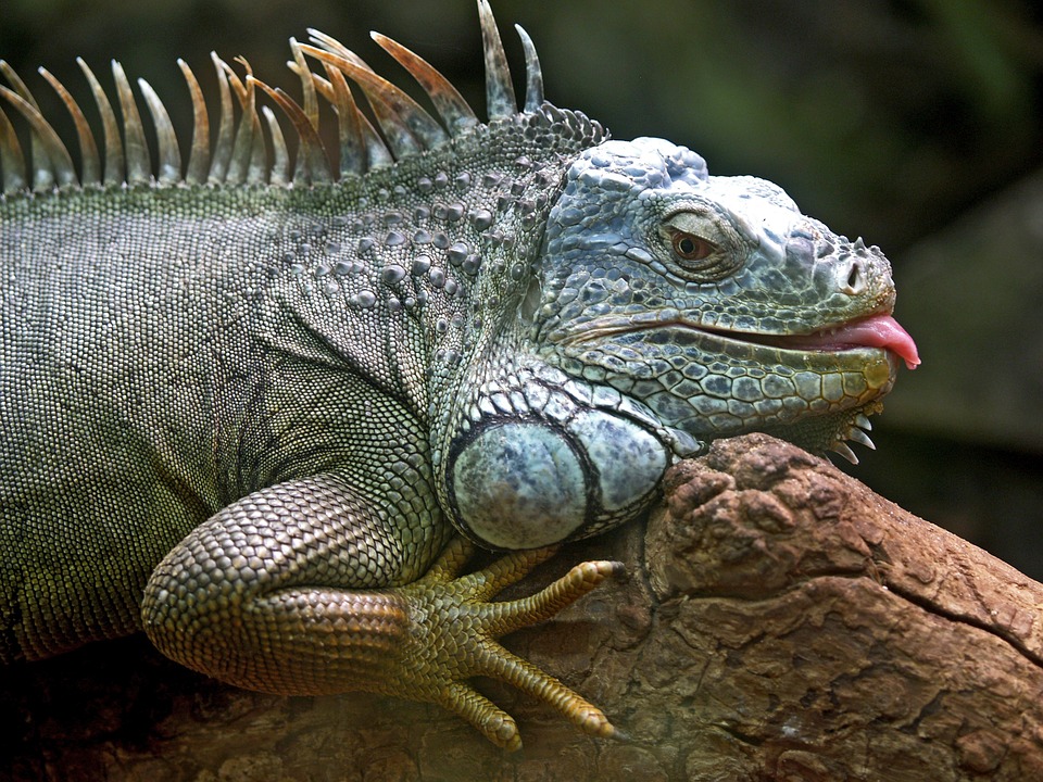 Iguana on a tree